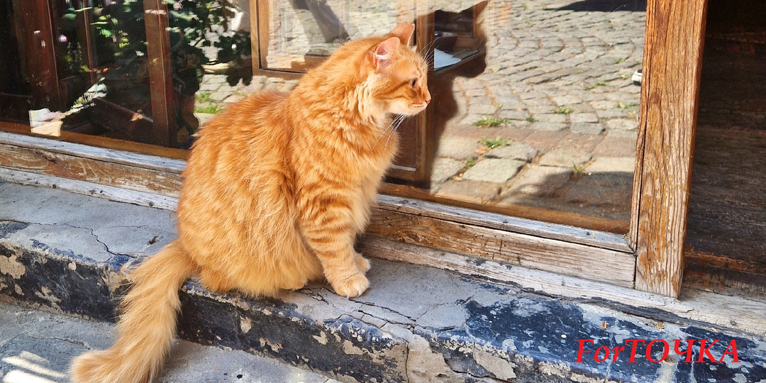 Стамбул: Мороженое из «тестикул» и автобусные мытарства