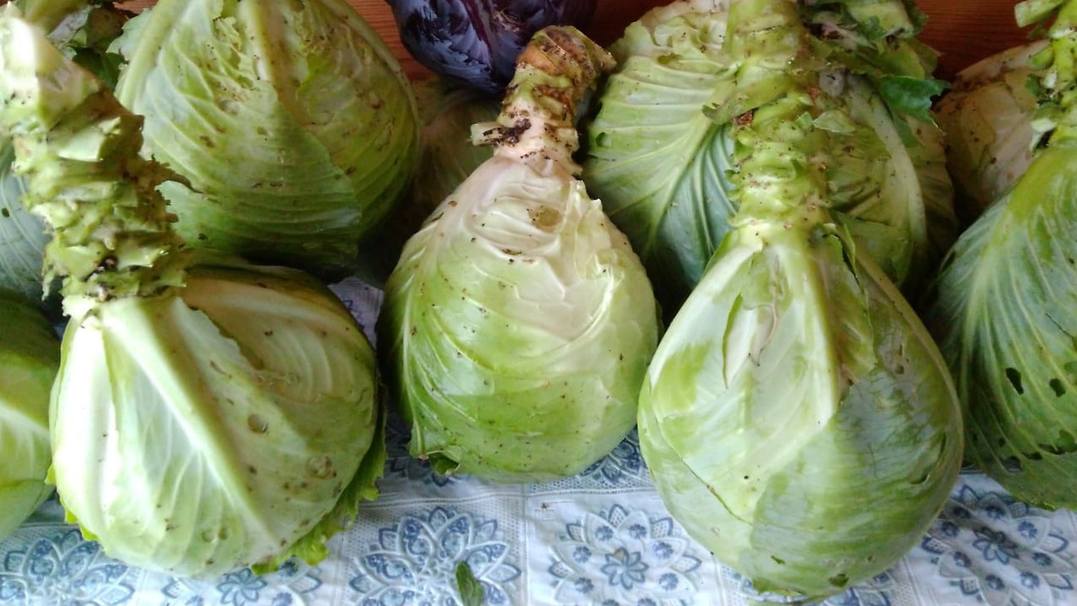 Плотный кочан после правильной обработки борной кислотой - результат стоит потраченных усилий