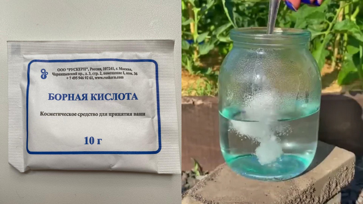 Точность в пропорциях - основа успешной обработки капусты борной кислотой