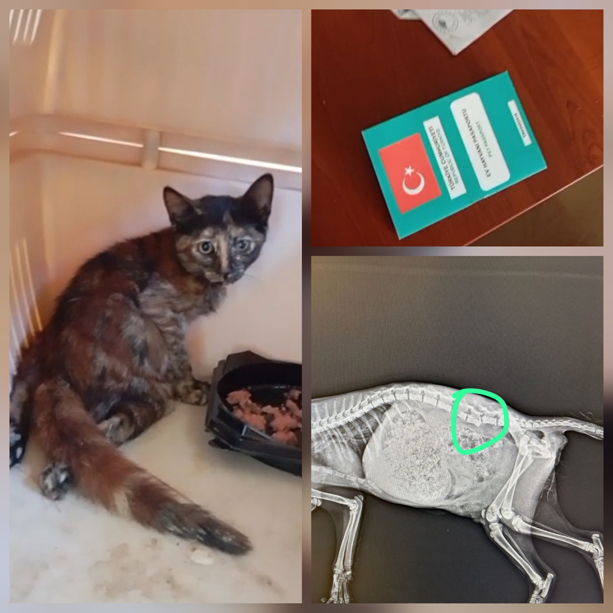 Фото автора. Наша малышка в Турции.