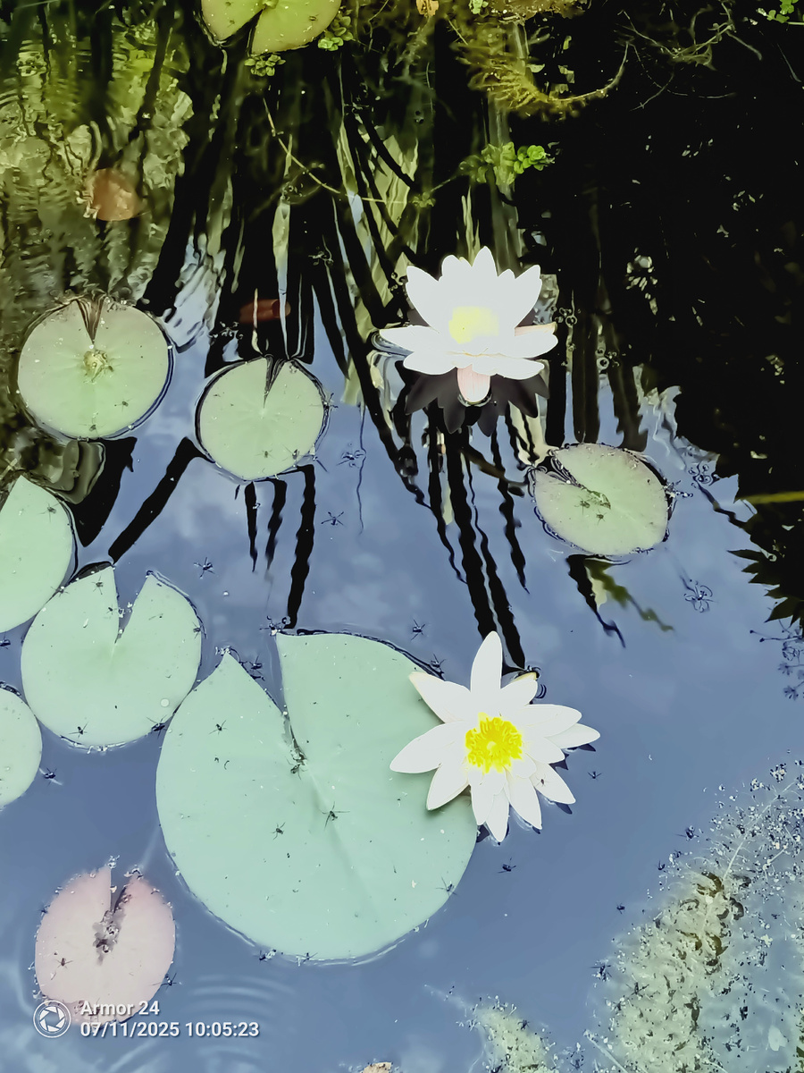 Нимфея (кувшинка) белая.