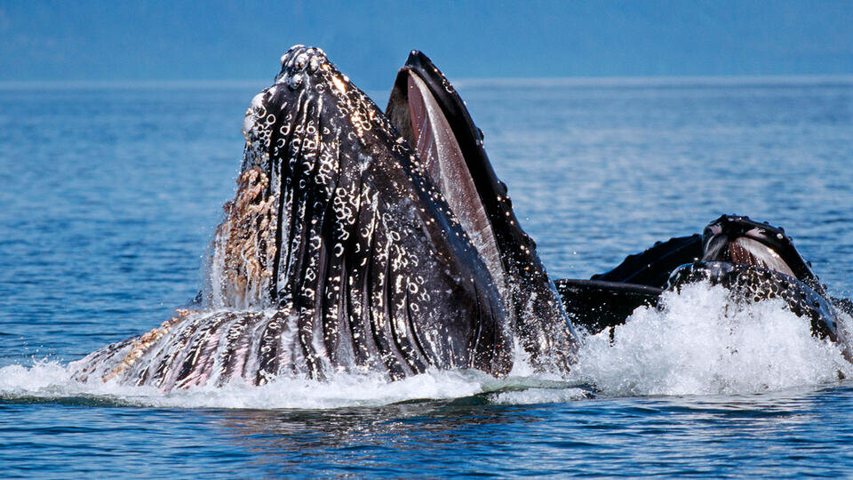 Фото: © www.globallookpress.com/Thomas Sbampato/imagebroker.com