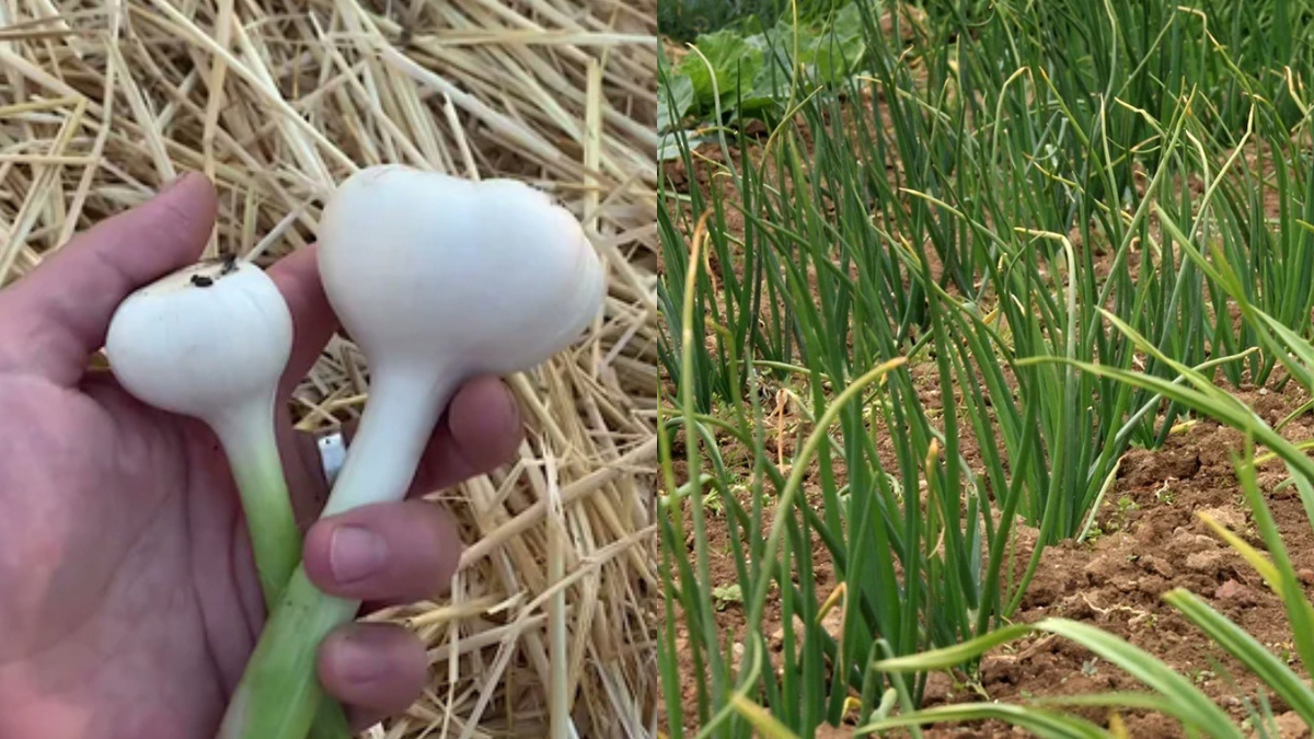 Слева - лук без укропа, справа - жертва душистого агрессора