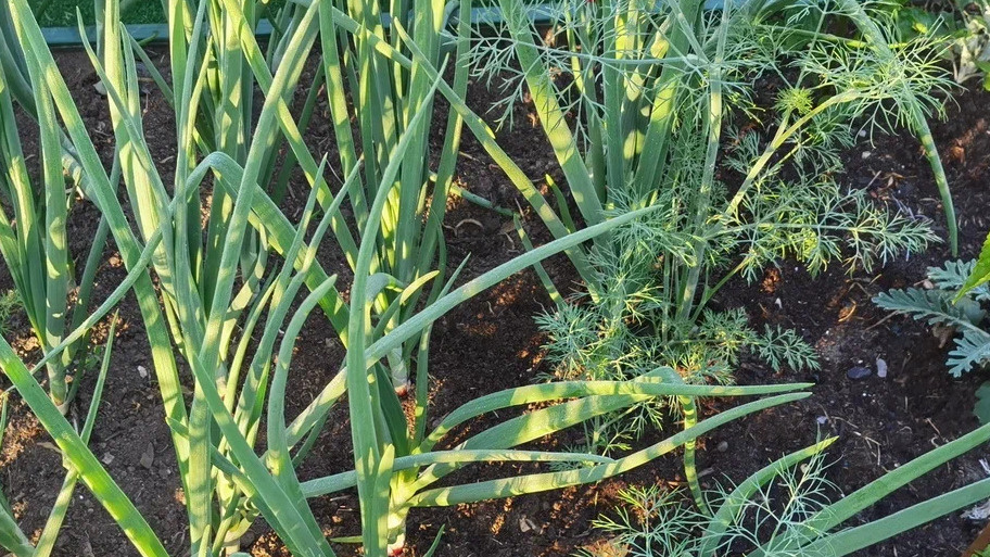 Правильное удаление укропа - с корневой системой