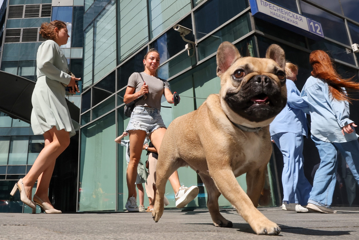    Как охладить собаку? Фото: Belkin Alexey / news.ru / www.globallookpress.com