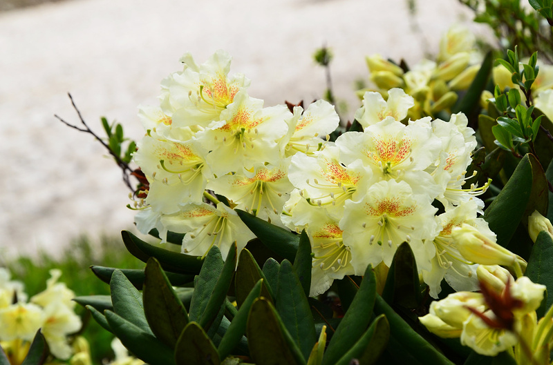 Рододендрон кавказский. Фото: Дарья Шомахова/ТАСС