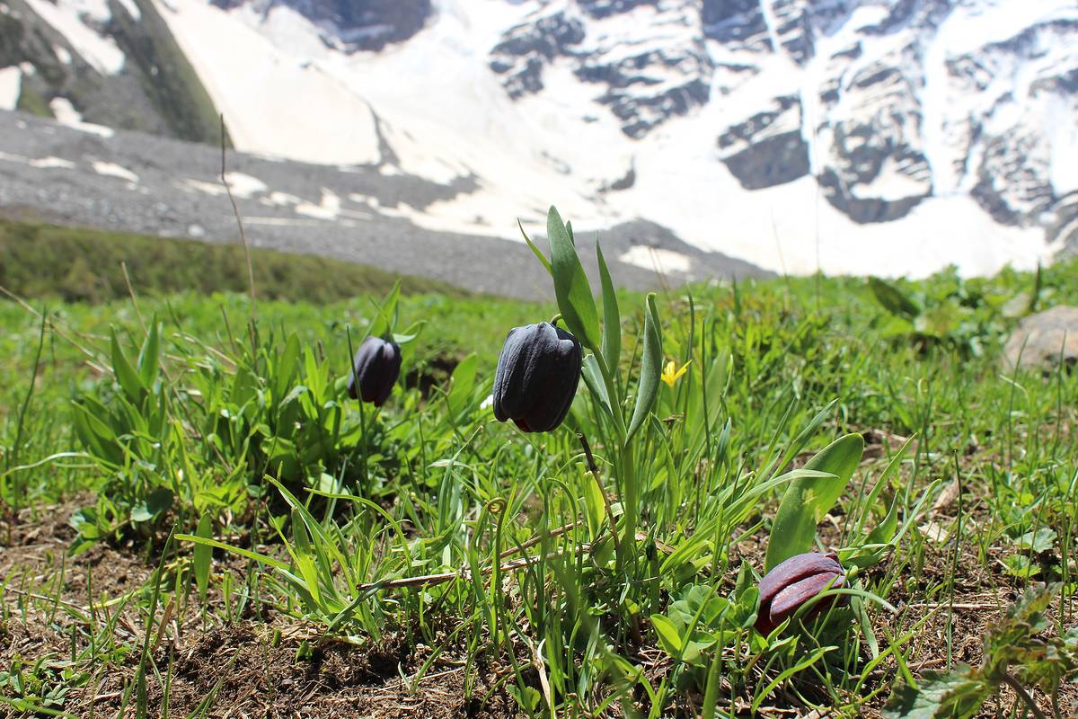 Рябчик широколистный