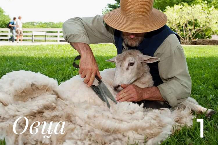 стрижка овцы. Фотография из интернета в свободном доступе.