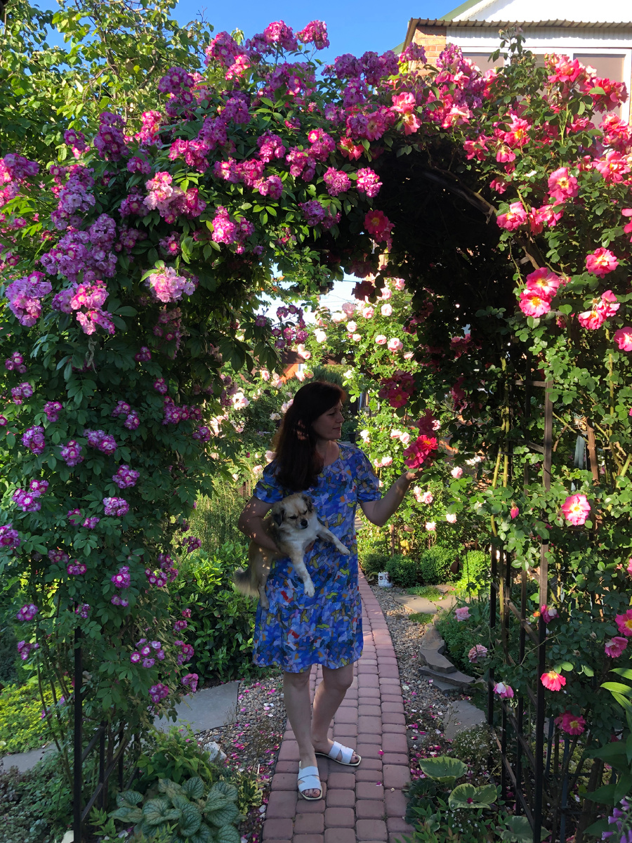 Слева на арке роза «Перенниал Блю» (Perennial Blue) .