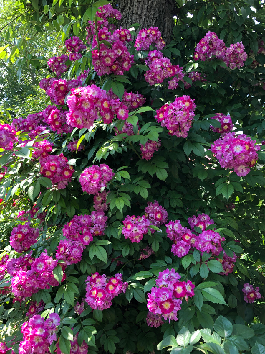 Роза Перенниал  Блю на стволе груши в старом саду. 