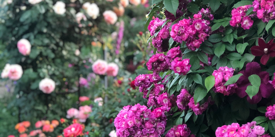 Плетистые розы. Любимые сорта. Роза номер 5.