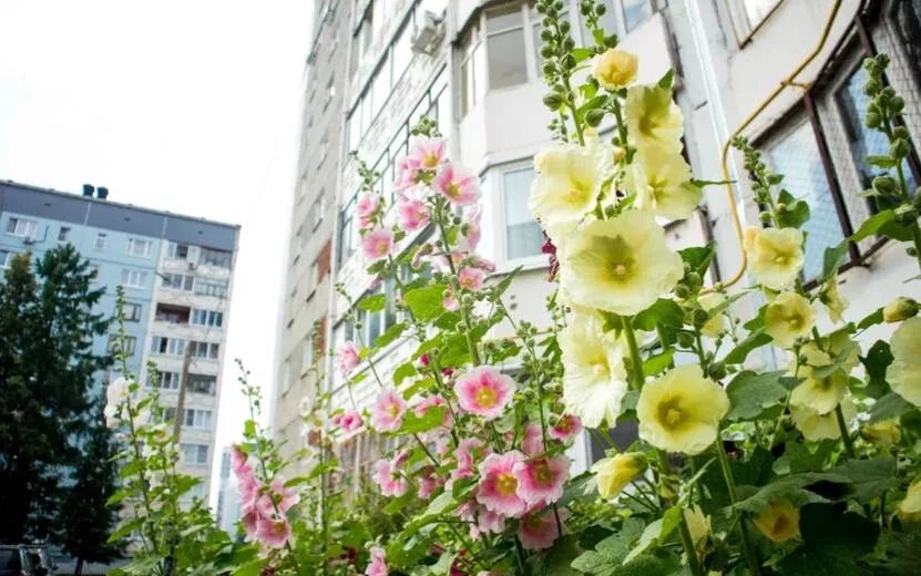     В Ижевске Сквер молодоженов украсят более 1000 растений