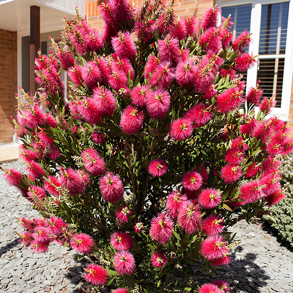  Калиптропис (Callistemon) 