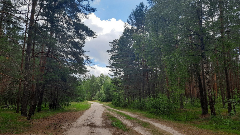 Брянский лес