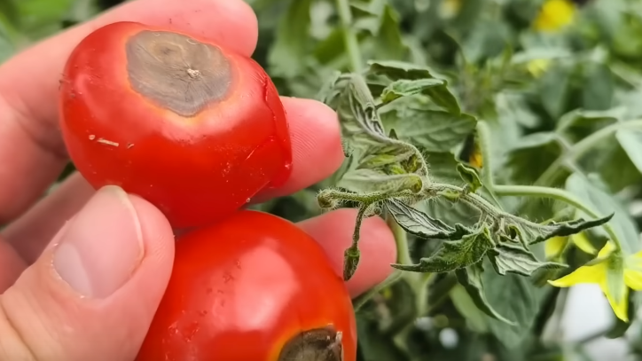 Так выглядит вершинная гниль в разгар июля - черные вдавленные пятна губят урожай