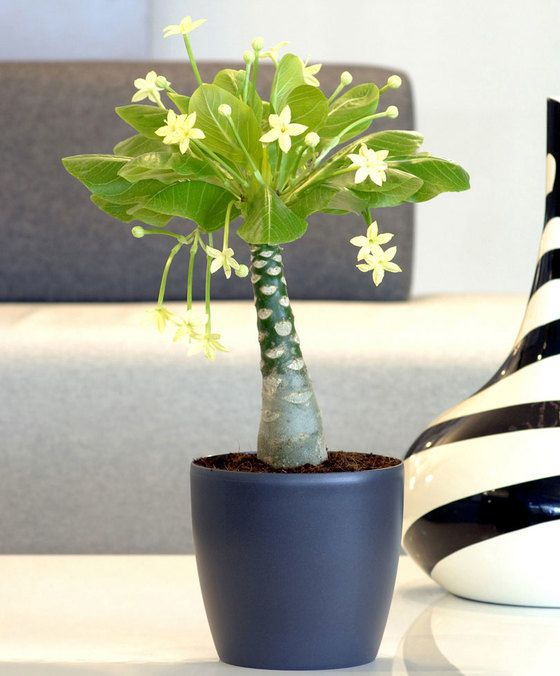 Бригамия замечательная (Brighamia insignis) - древесный колокольчик, эндемик Гавайских островов