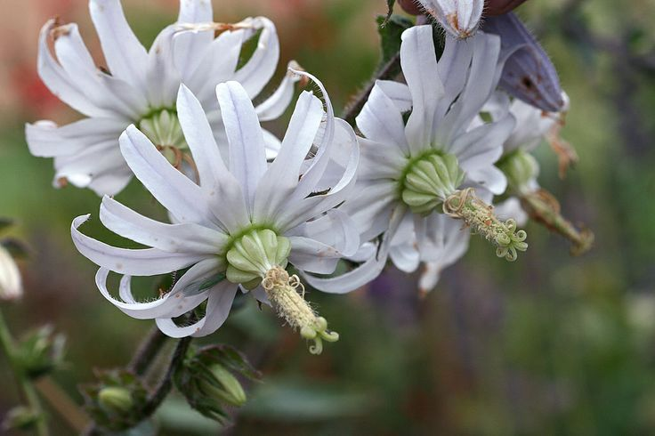 Мишоксия колокольчатая (Michauxia campanuloides) - травянистый колокольчик; естественный ареал в Передней Азии 