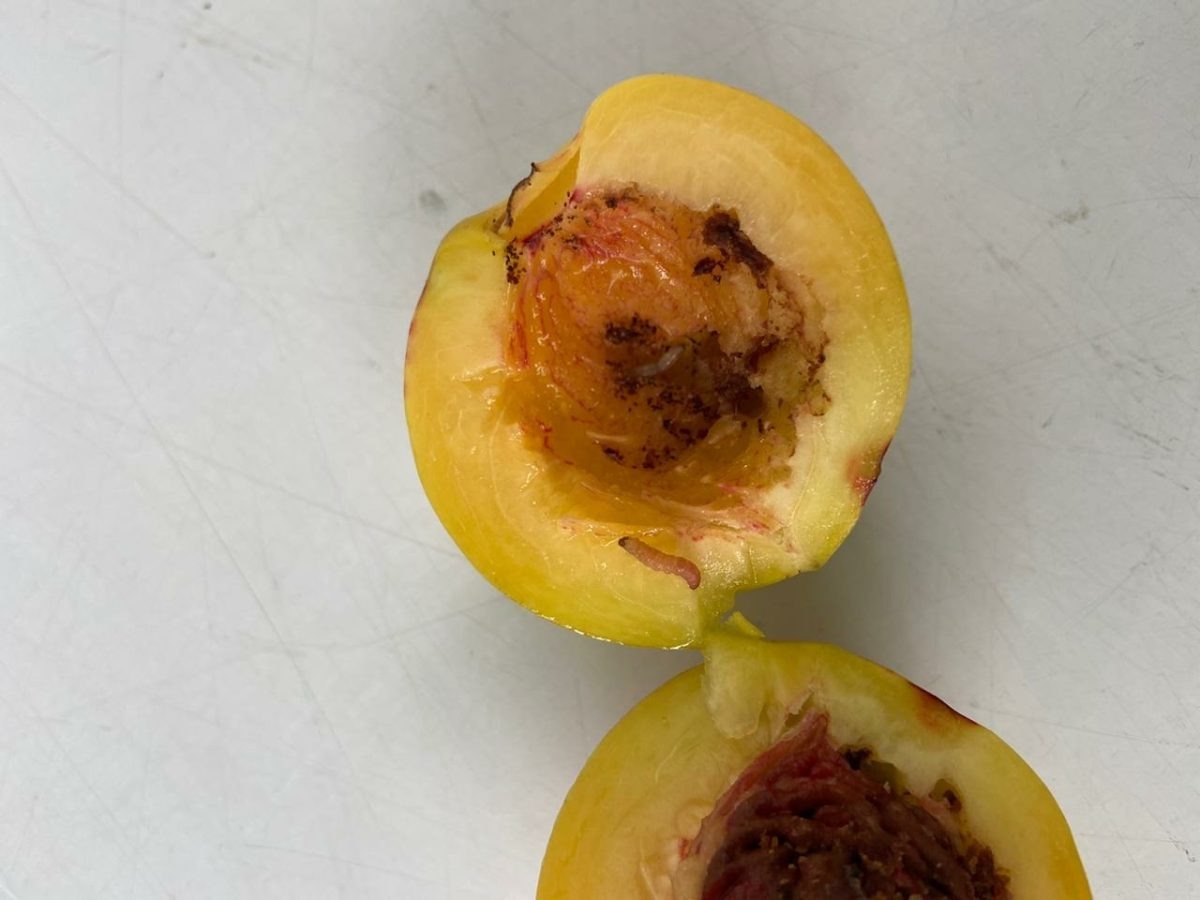    Нектарины были заражены восточной плодожоркой