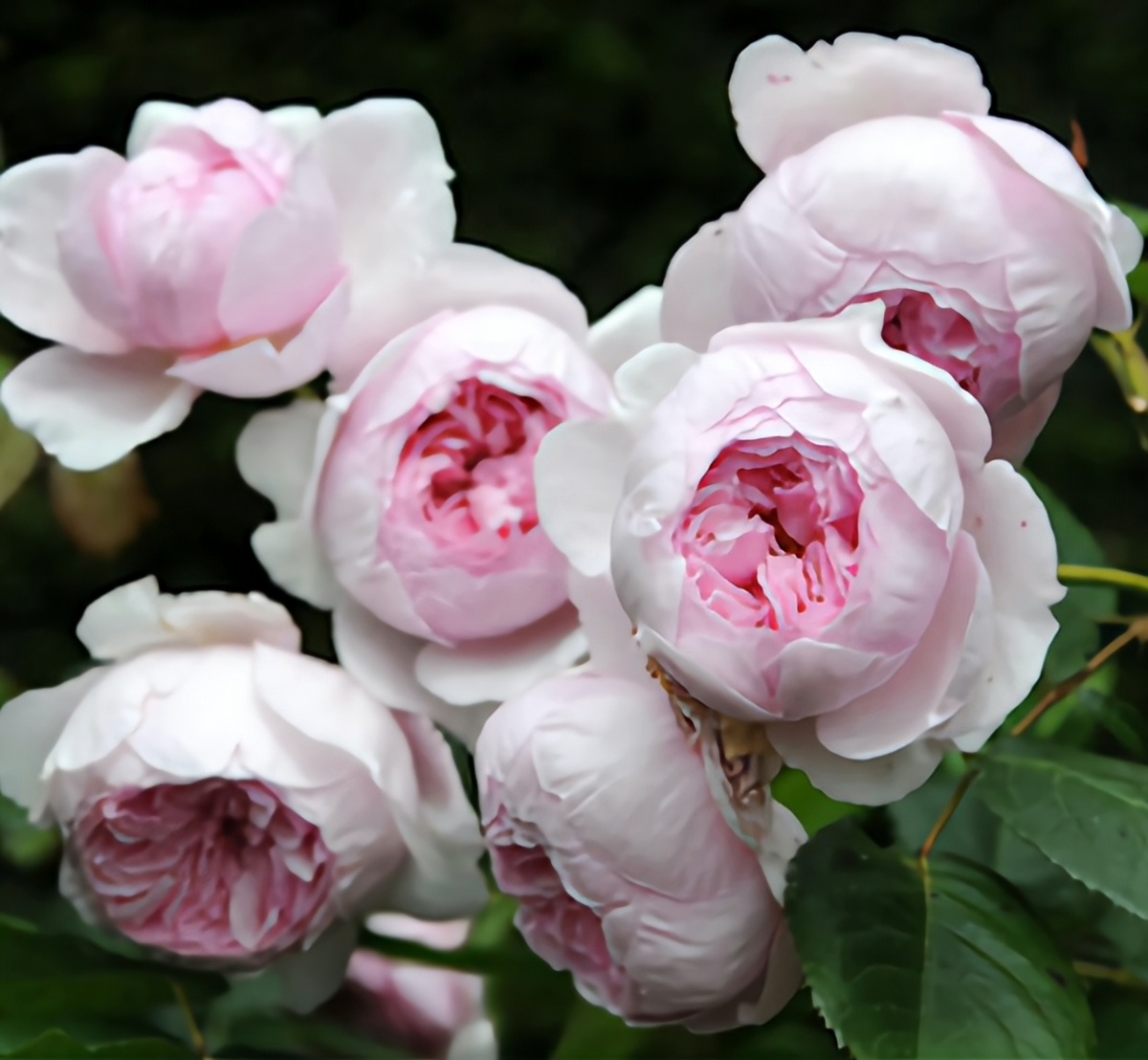 Фото Parc De La Belle с сайта продавца