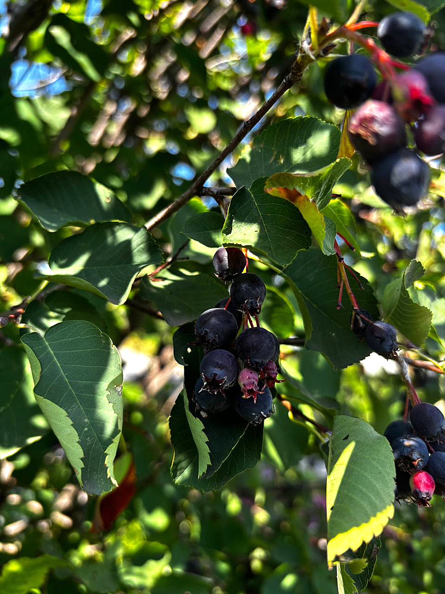 Фото урожая от Марины Г. из Сенгилея