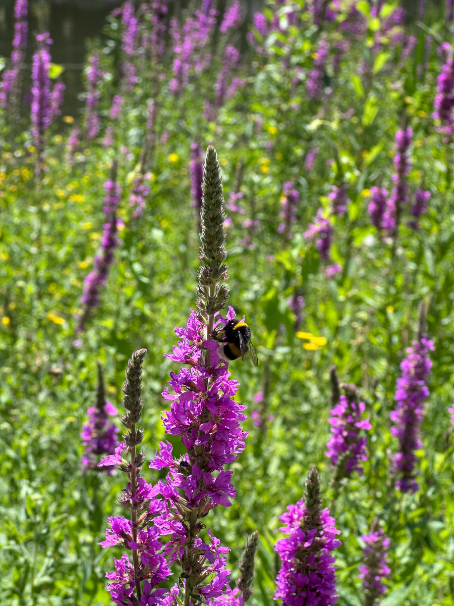 А с чего бы нам тухнуть, позвольте спросить? Вот недавно я гуляла в красивом парке, фотографировала шмелей, бабочек и цветы. Прекрасно провела время на природе, зачем мне тухнуть?