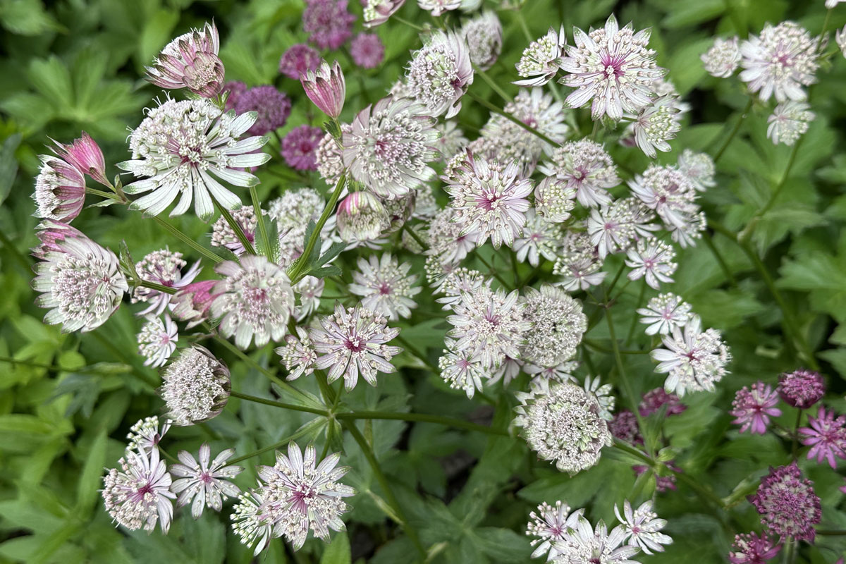 Астранция крупная: описание, посадка, уход. © https://vashehobbyrf.ru/astrantia-major/
