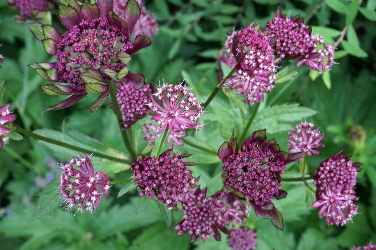 Астранция крупная: описание, посадка, уход. © https://vashehobbyrf.ru/astrantia-major/