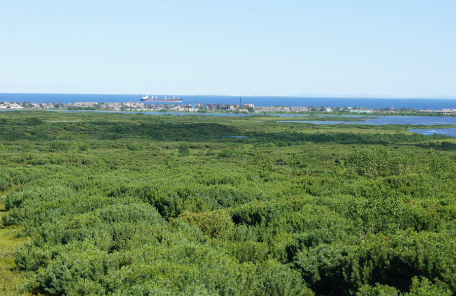 Камчатский лес