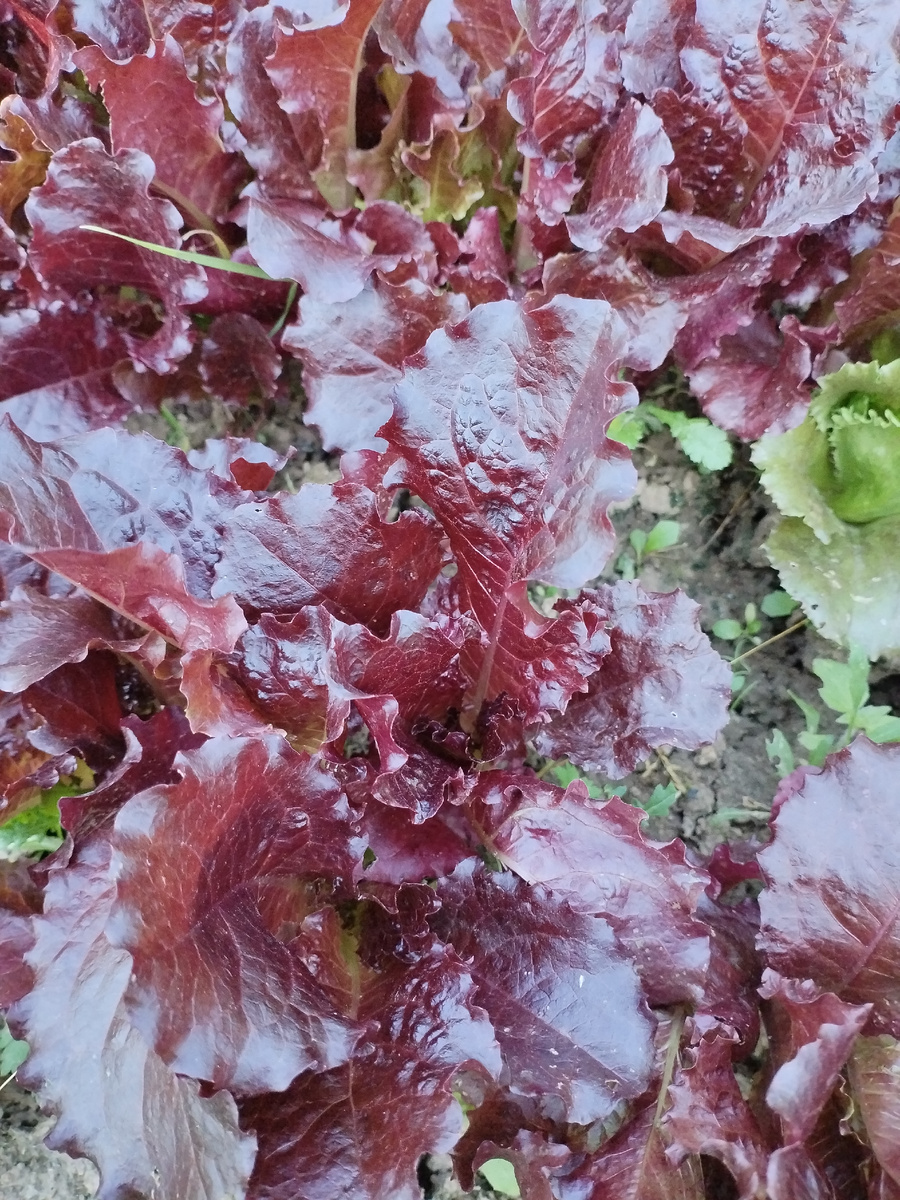 краснолистовой, вкусный-сочный