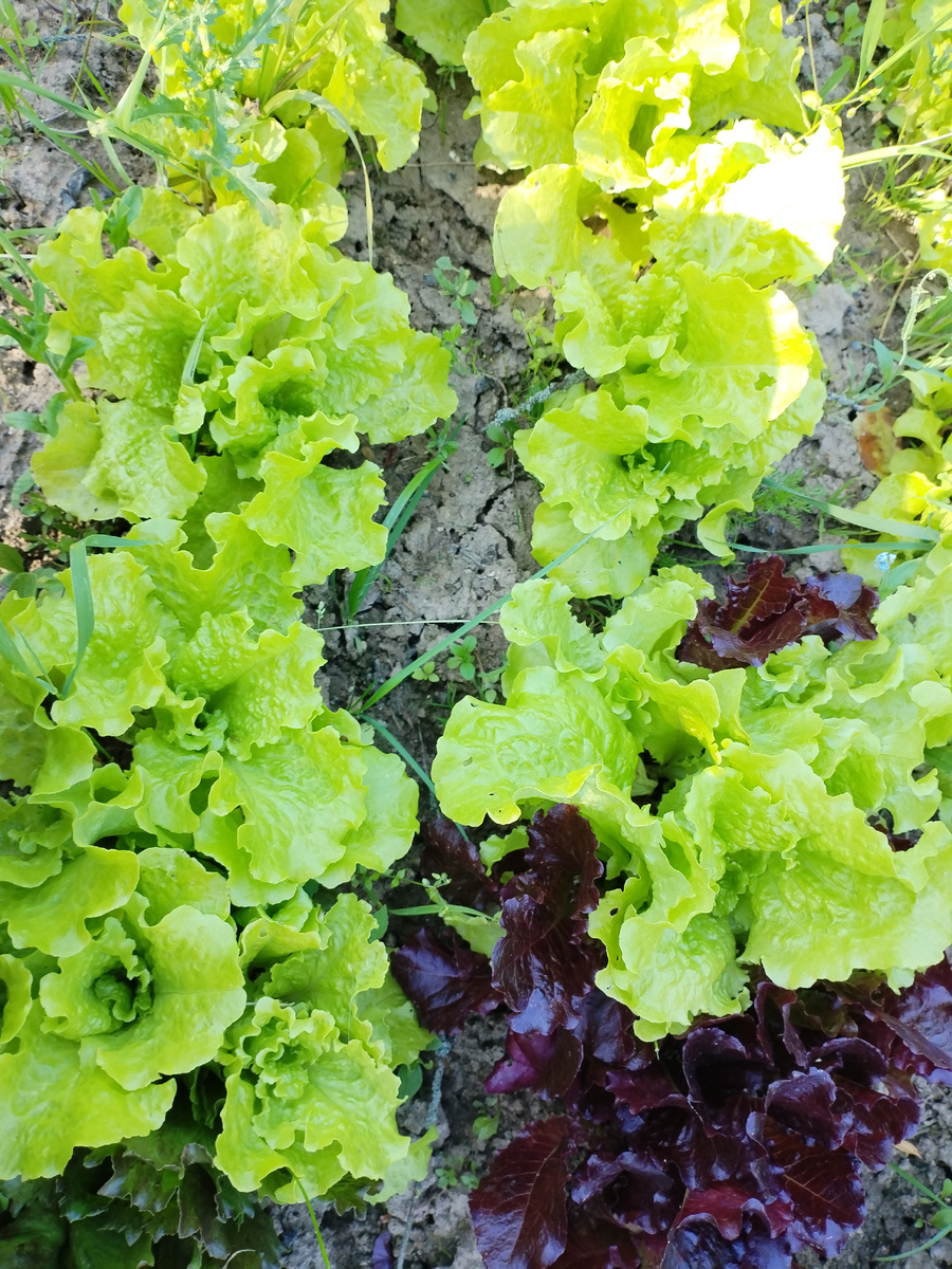 Красненькие и зелёненькие рядом