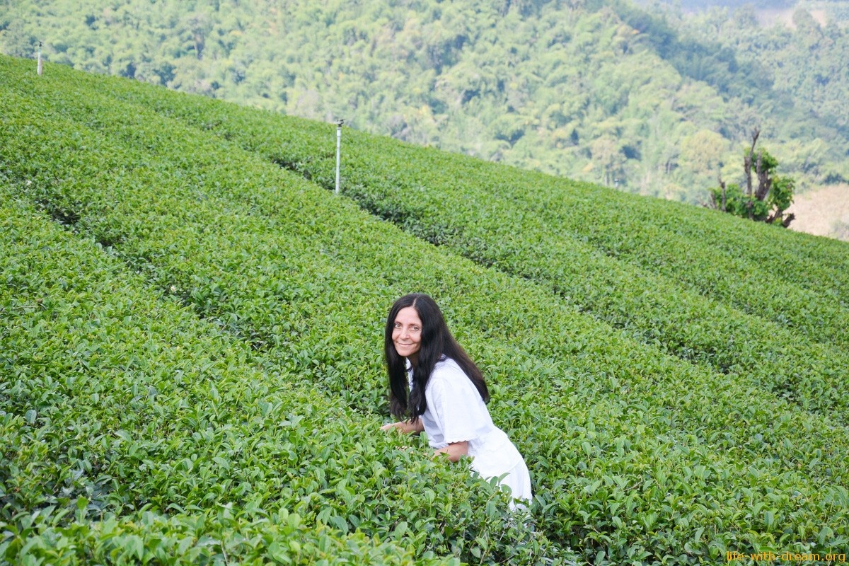 Я и тайский чай