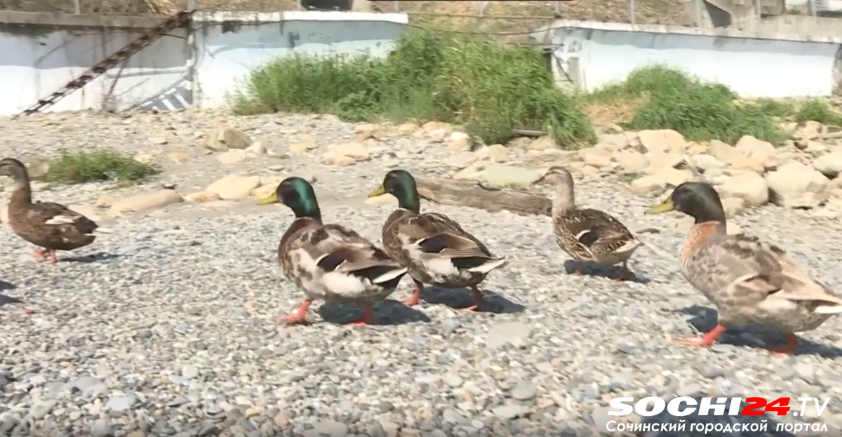    Фото: Сочи 24