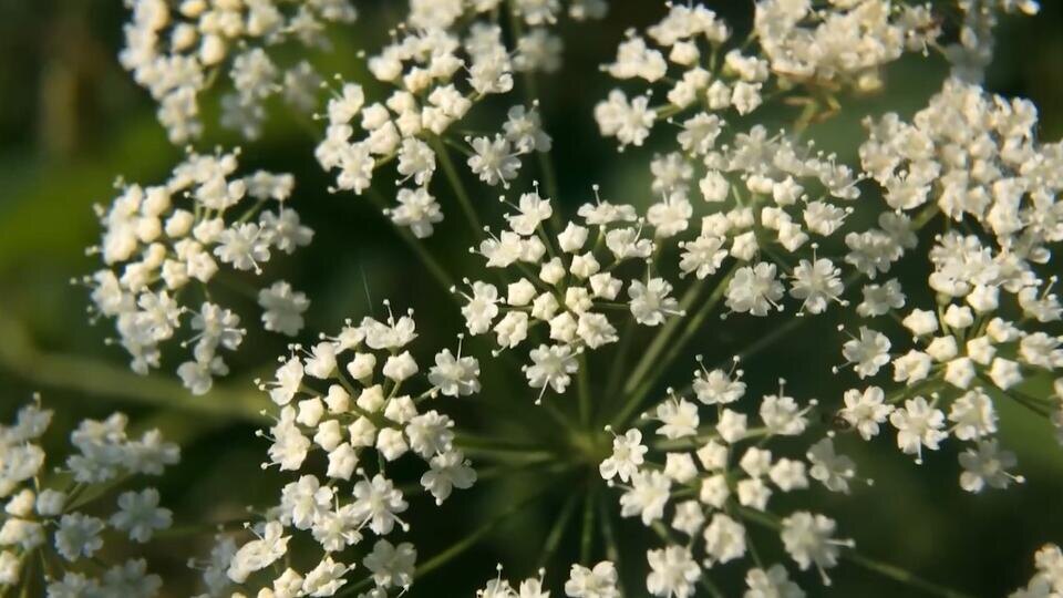 Фото: © Кадр из программы "Загадки человечества", РЕН ТВ