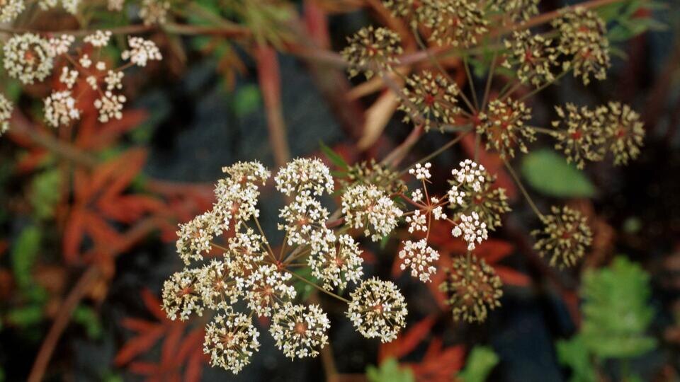Фото: © www.globallookpress.com/R. Koenig/blickwinkel