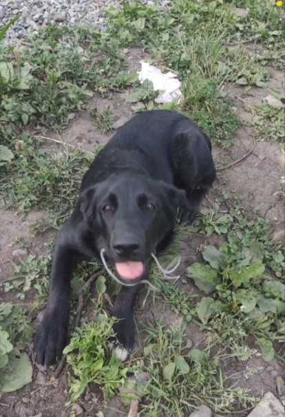 Выпросила веревочку и счастлива) Фото автора