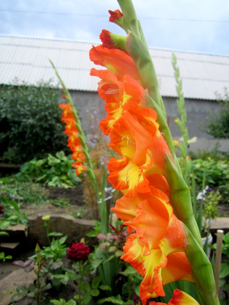 Собственное фото автора. Гладиолусы в моём цветнике в прошлые годы. Два одинаковых - как мы с Тонечкой)  