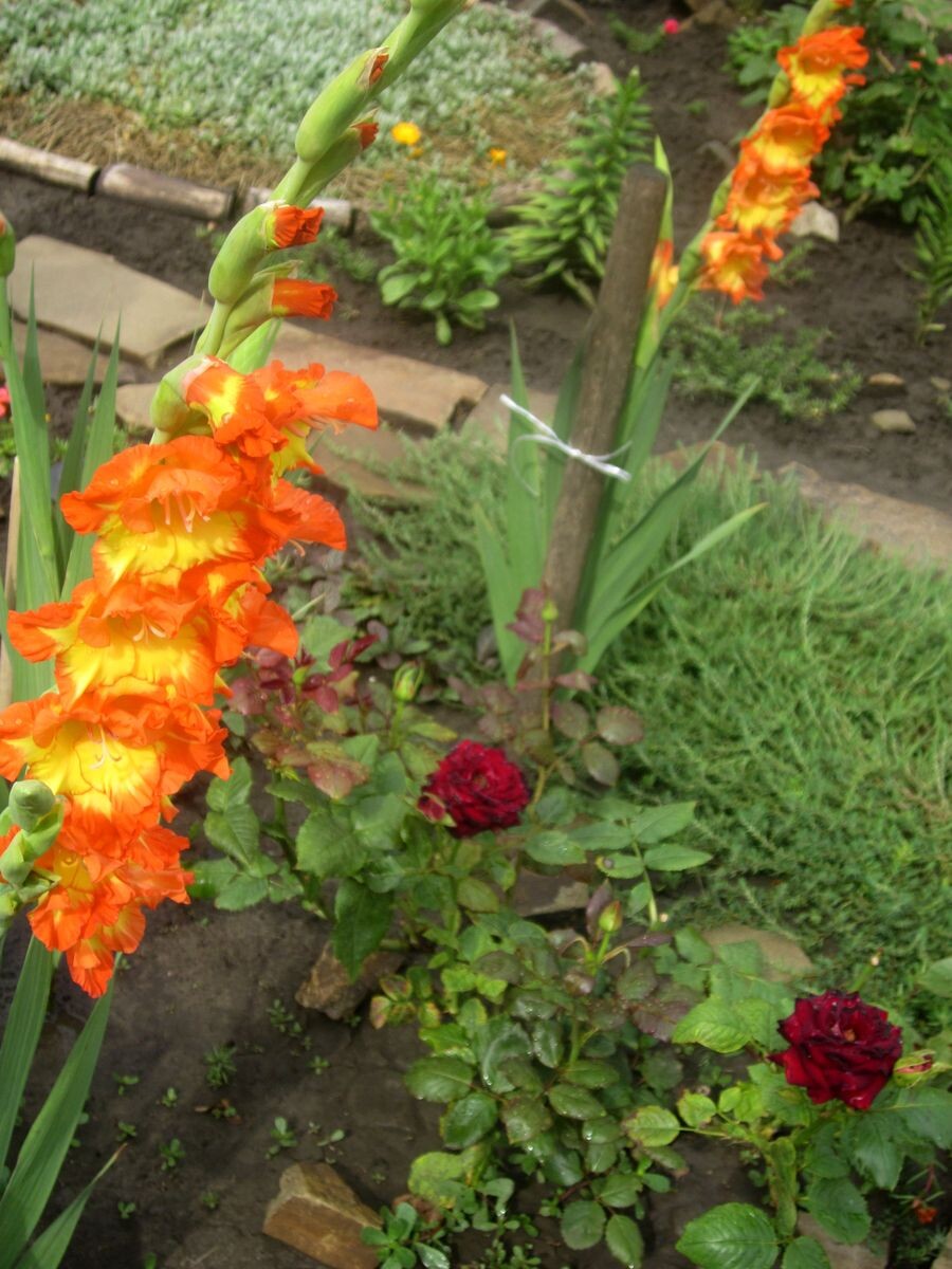 Собственное фото автора. Гладиолусы в моём цветнике в прошлые годы. Такой расцветки были наши с Тонечкойй платьица, которые пошила нам моя мама.