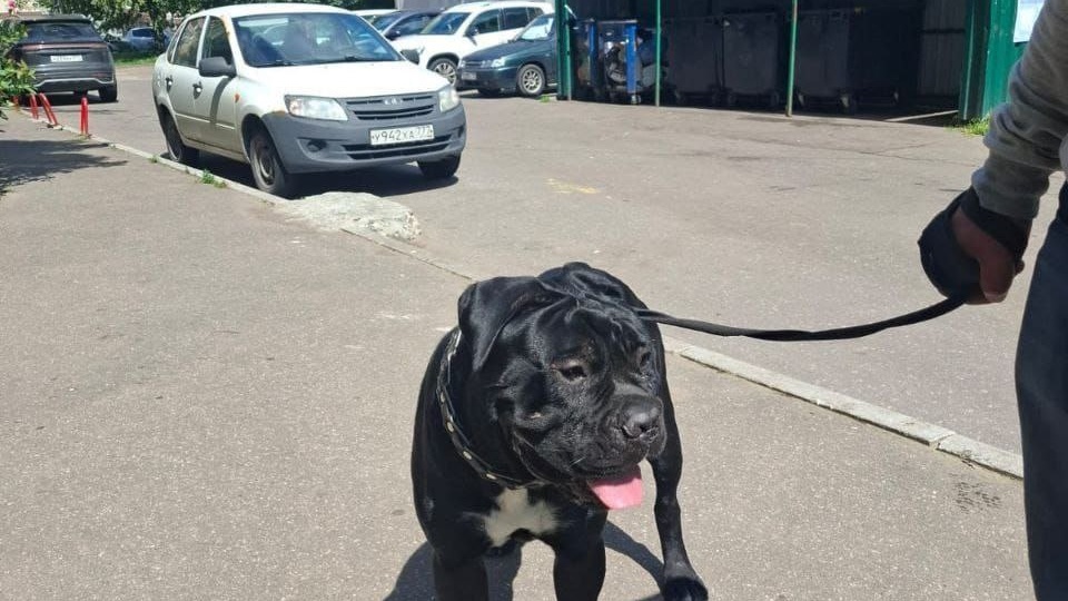 Очень просим подключиться породников к спасению собаки