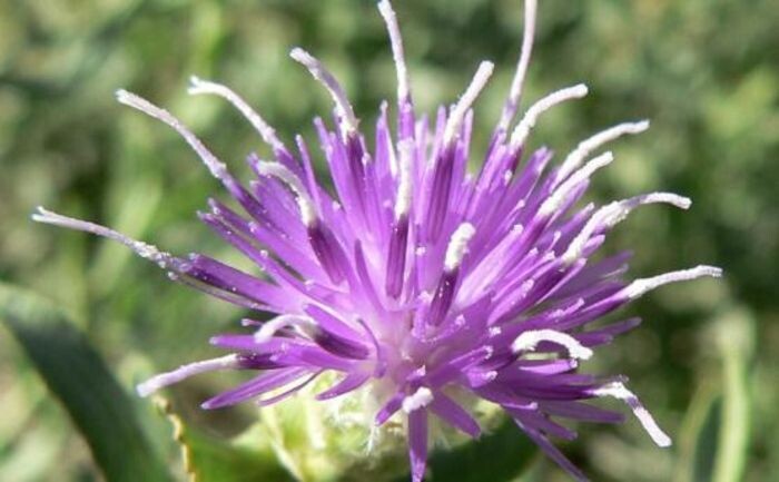 Источник фото: Википедия