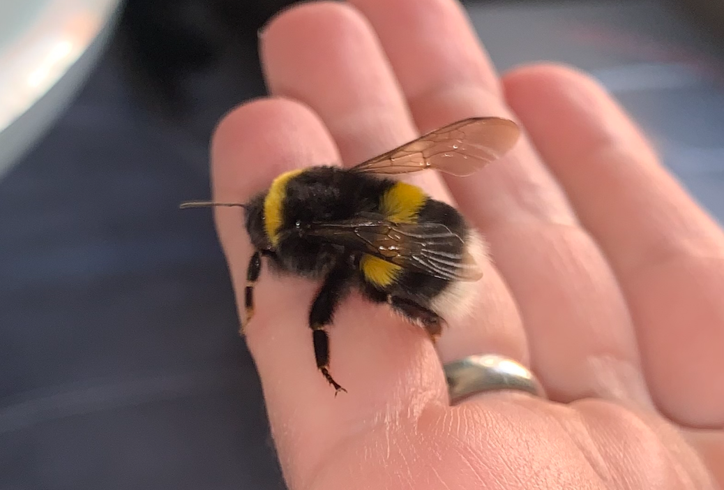 Нулевая причина: шмели — мягкие милые пушистики!