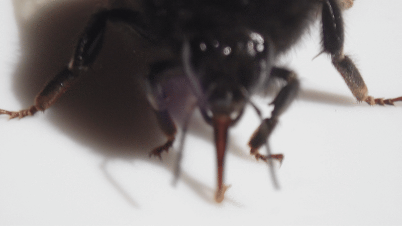 Хоботок шмеля в работе.