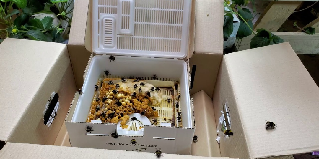 Шмелеводство: Огромный бизнес, о котором простой человек даже не слышал