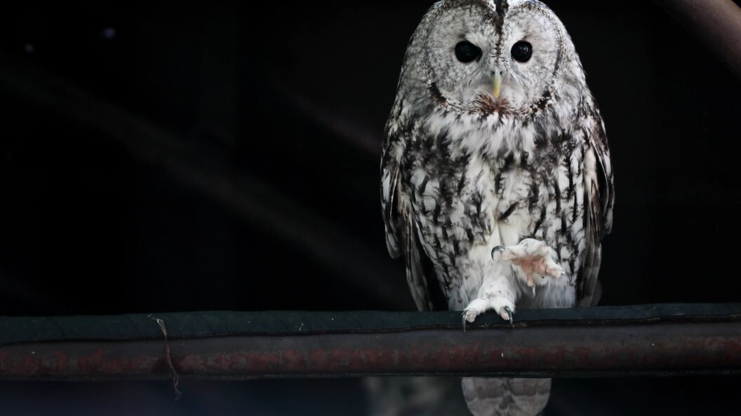    Фото: Roman Naumov/Globallookpress