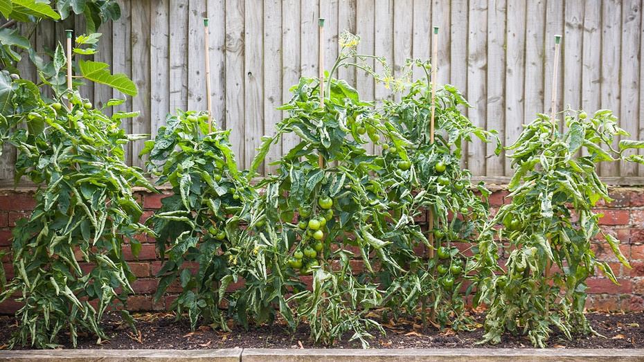 ShutterStock/Fotodom.ru