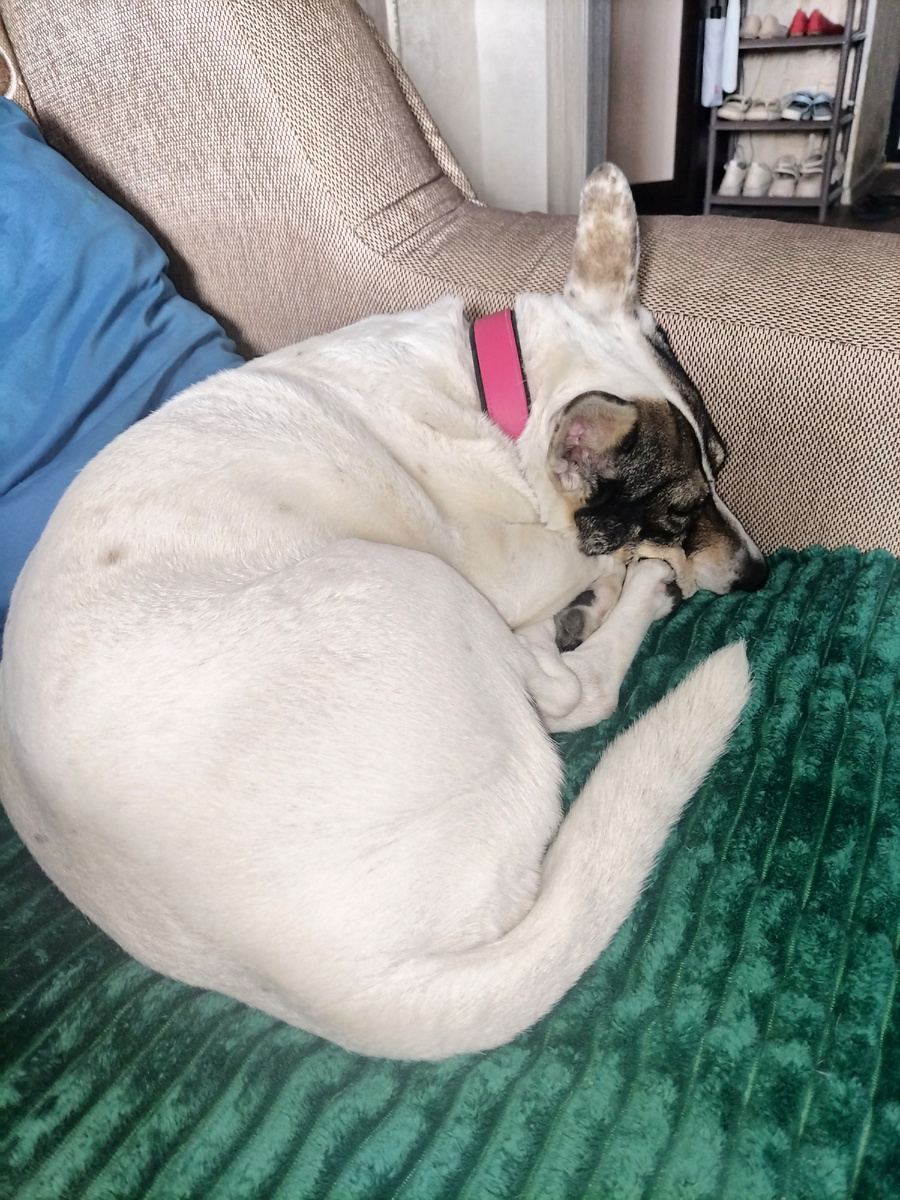 У Зефирки дневной послеобеденный сон) 