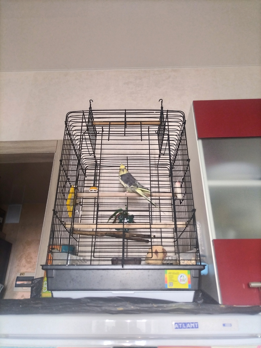 Татоша блюдит Зефиркин сон) 