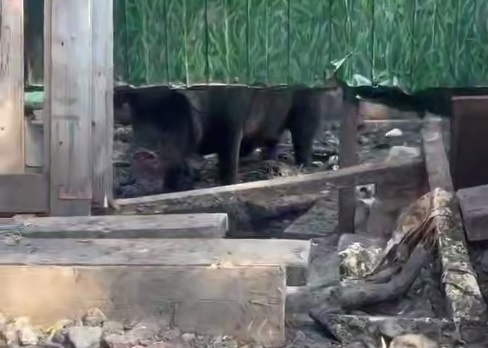    Одна из жительниц превратила свой дом на весьма говорящей улице Дарвина в настоящий скотный двор