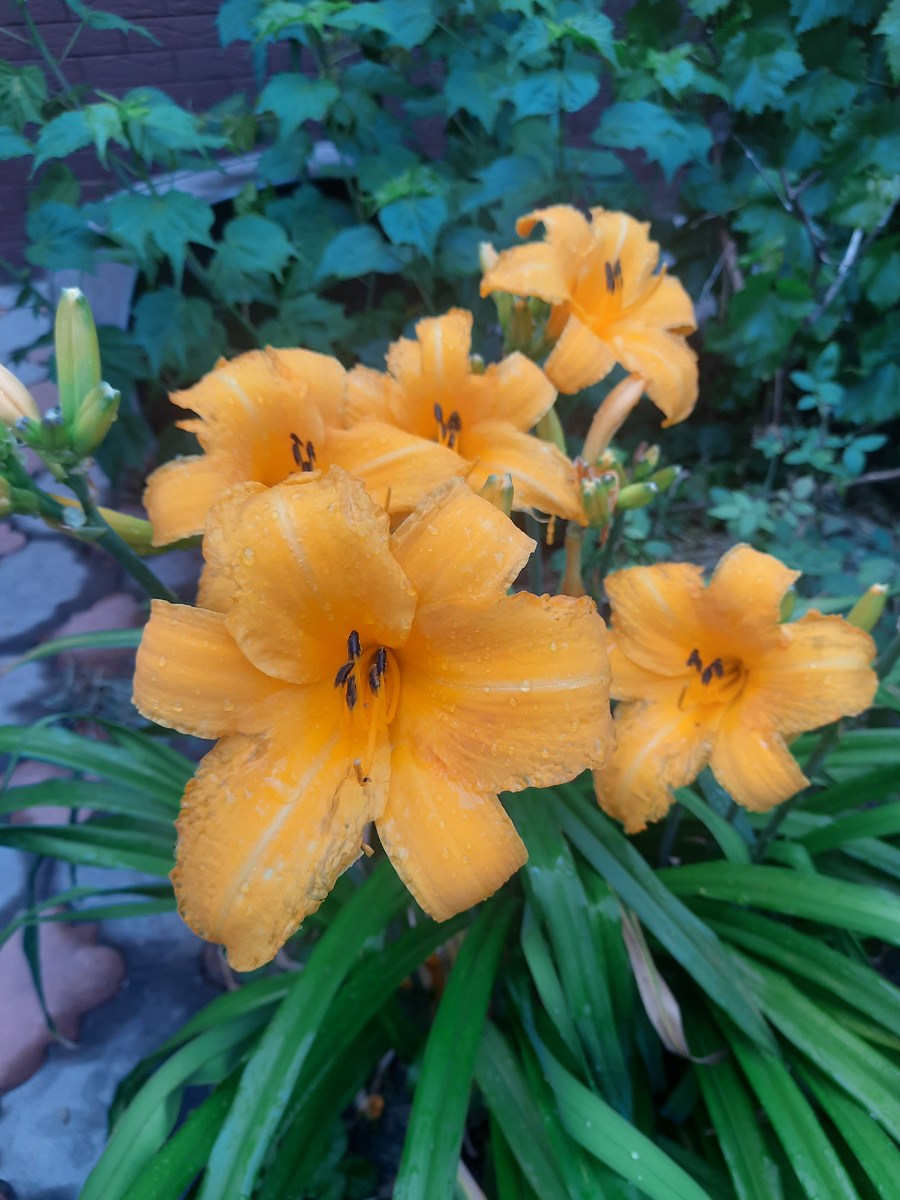 Из личных архивов. Лилейник