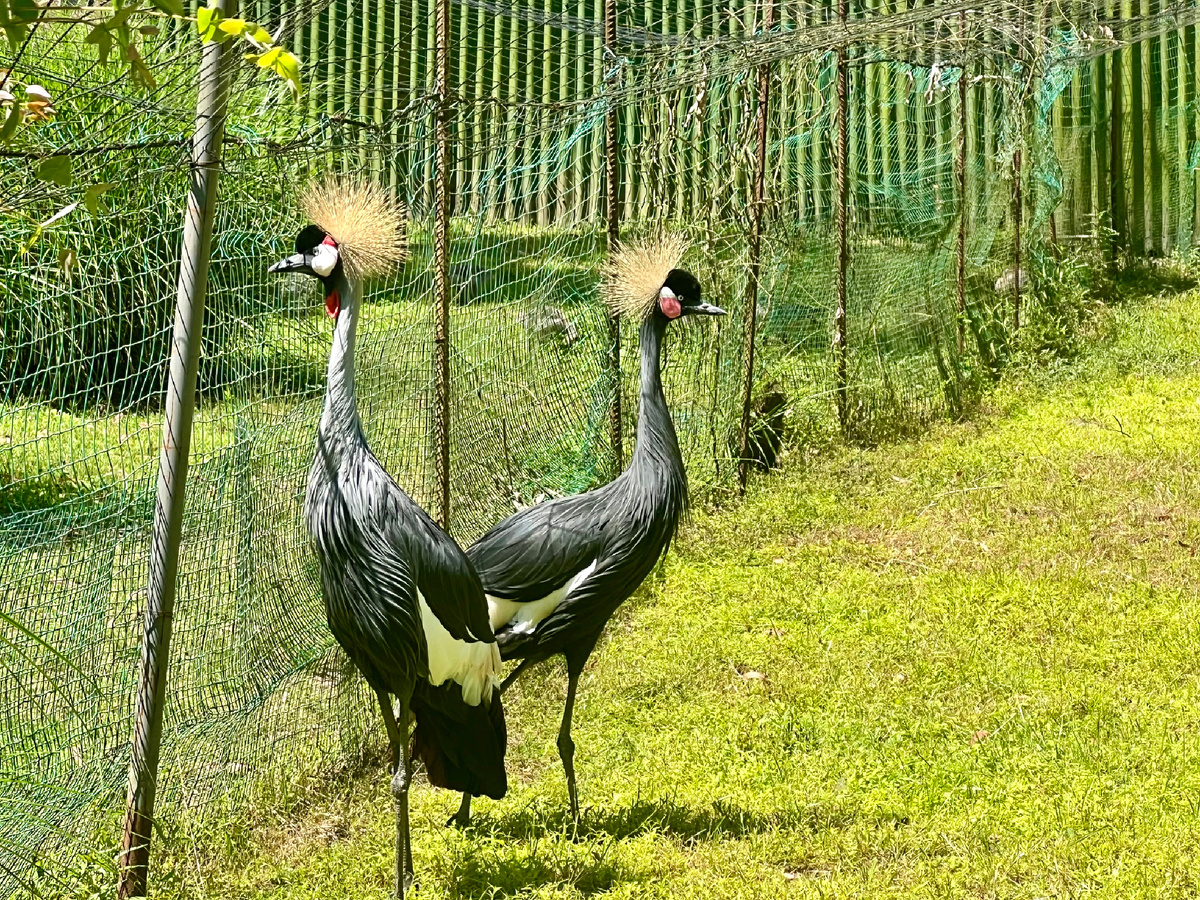 Восточный венценосный журавль. Фото автора. 