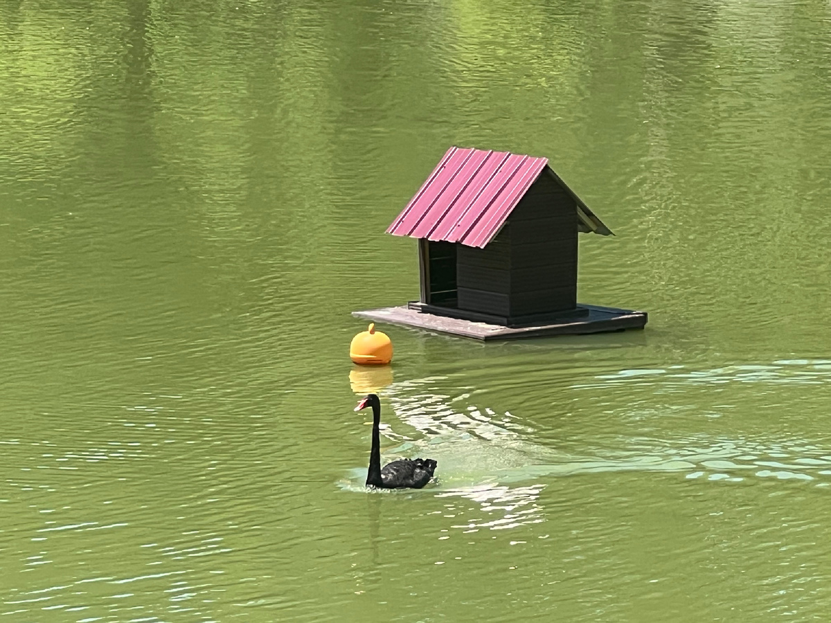 Удалось заснять черного лебедя, максимально приблизив.